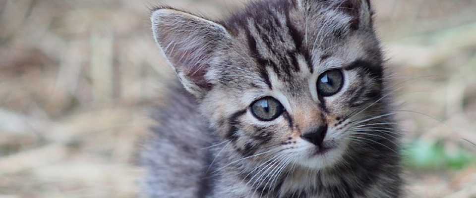 Kot dachowiec w domu. Czemu warto adoptować?