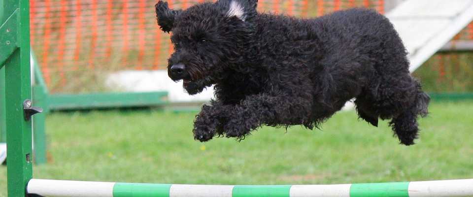 Agility dla psa: Co to jest trening agility i jak go zacząć?