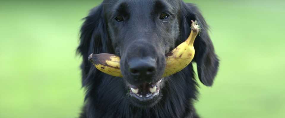 Czy Pies Może Jeść Banana?
