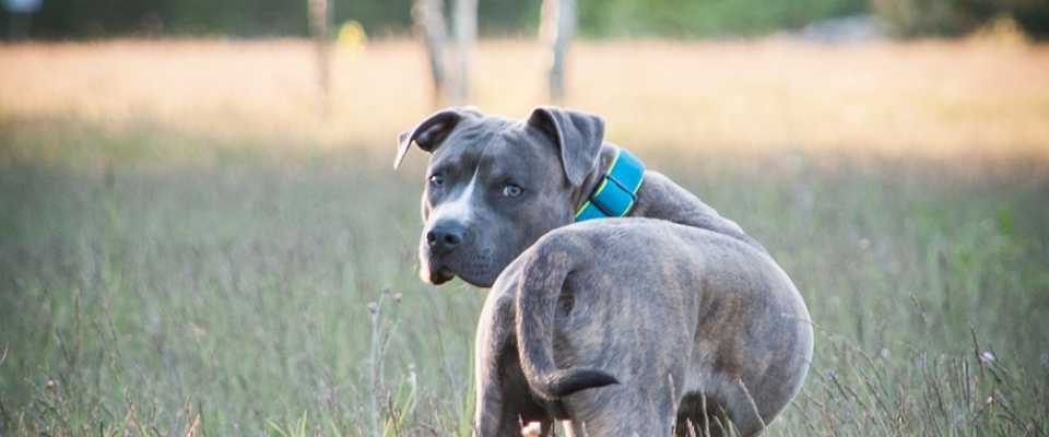 Dogtrekking: co to jest?