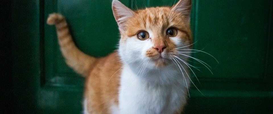 Koronawirus u kota nie stanowi zagrożenia dla Ciebie i Twojego milusińskiego. Przeczytaj więcej!