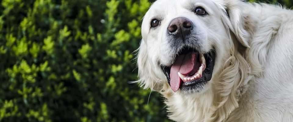 Jak dbać o zęby swojego psa? Jak myć zęby psu? Sprawdź!